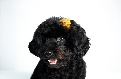 传言称《荒野大镖客：救赎》重制或将登陆NS平台